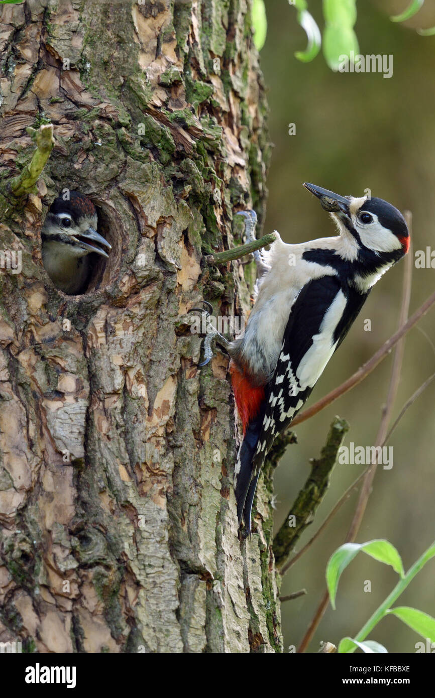 Größere / Buntspecht / buntspecht (Dendrocopos major) Fütterung junges Küken im Nest hole, Europa. Stockfoto