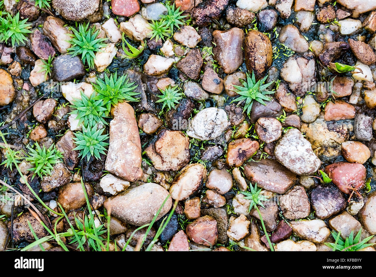 Kies Boden mit kleinen Gras in der Wildnis. Stockfoto