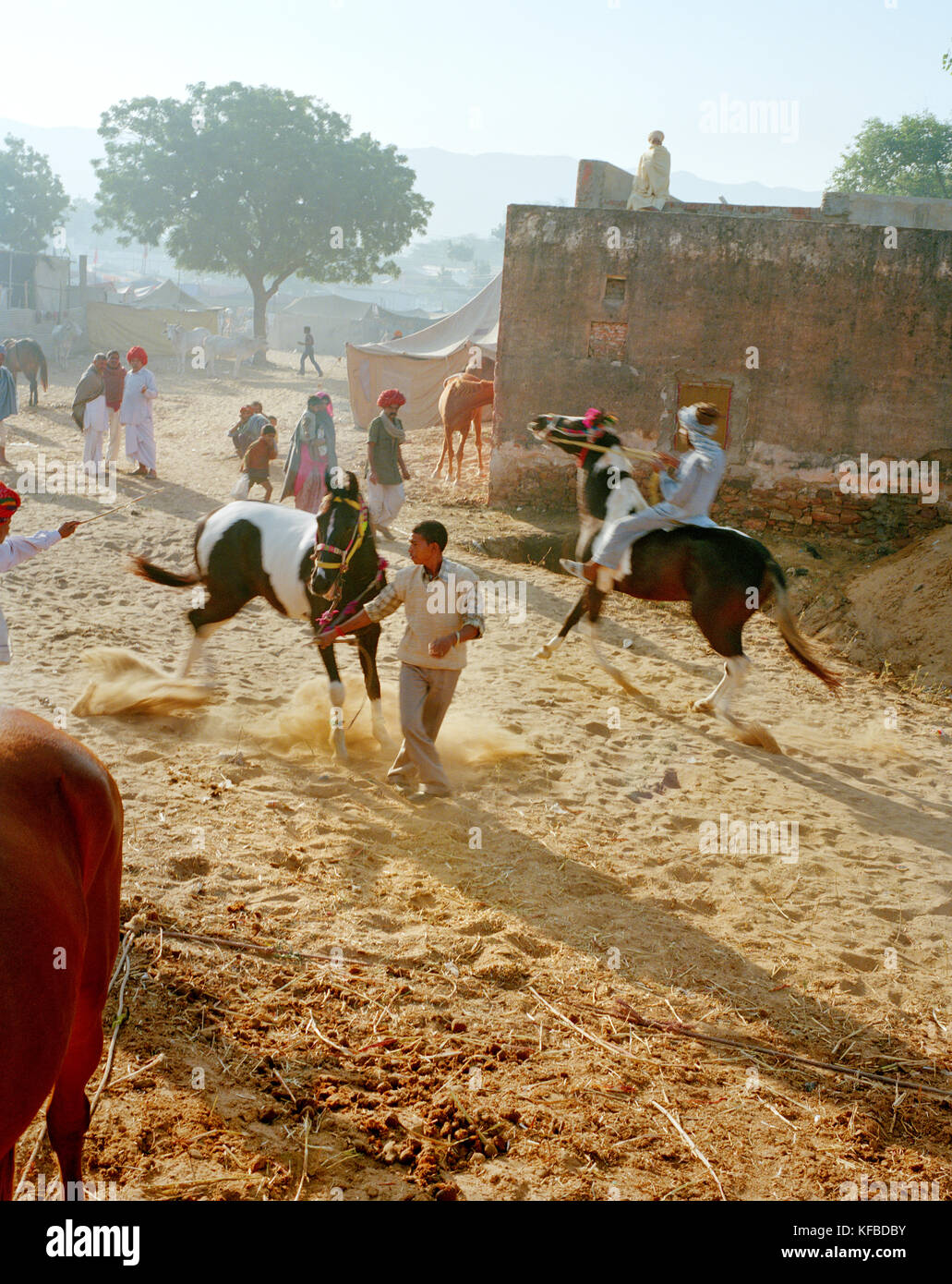 Indien, Rajasthan, Pferde zum Verkauf an die Pushkar Kamel und Pferd Verkauf Stockfoto