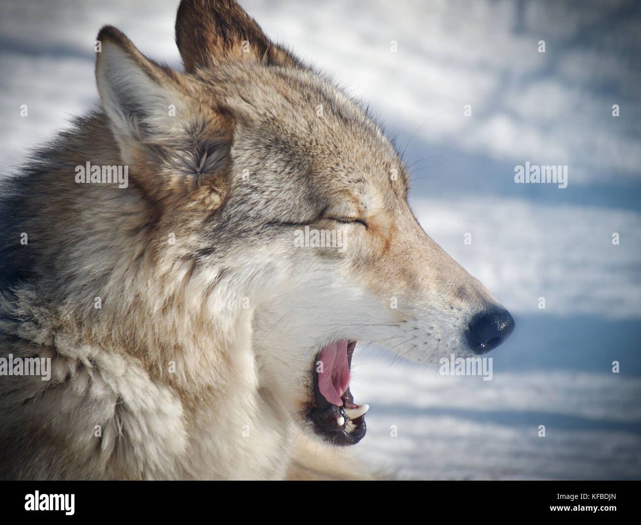Eine Nahaufnahme von einem Wolf Gähnen an einem sonnigen Tag im Winter Stockfoto