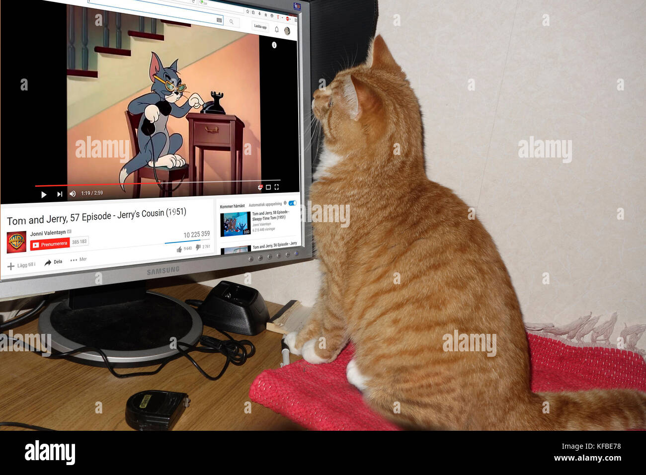 Eine Ingwertee Tabby Katze Uhren animierte Tom & Jerry auf YouTube Stockfoto