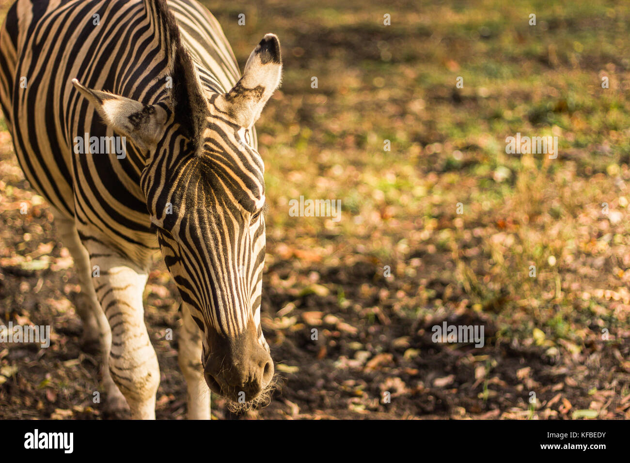 Zebra hinter dem Zaun, Fang eines Zebras ungefähre, Stockfoto