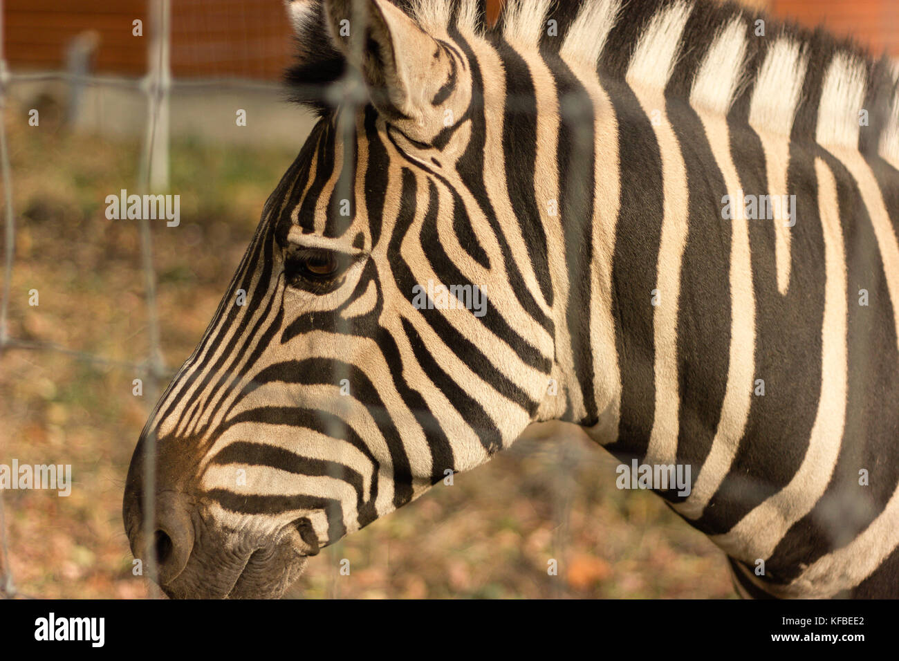 Zebra hinter dem Zaun, der Mündung der Zebra ist etwa, große Augen die Umrisse der Zaun, arme Tier sehen können Stockfoto