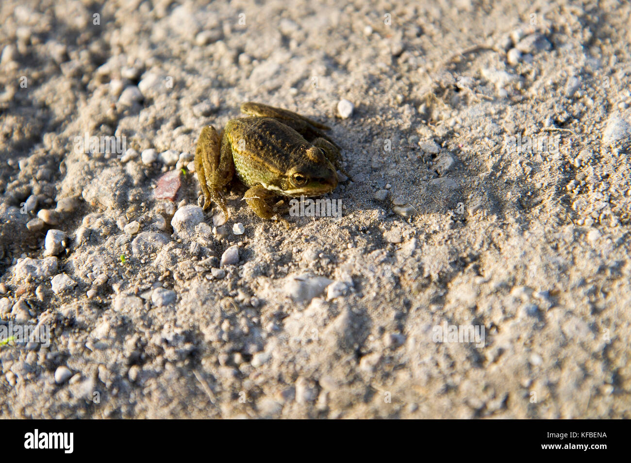 Frosch © wojciech Strozyk/Alamy Stock Foto Stockfoto