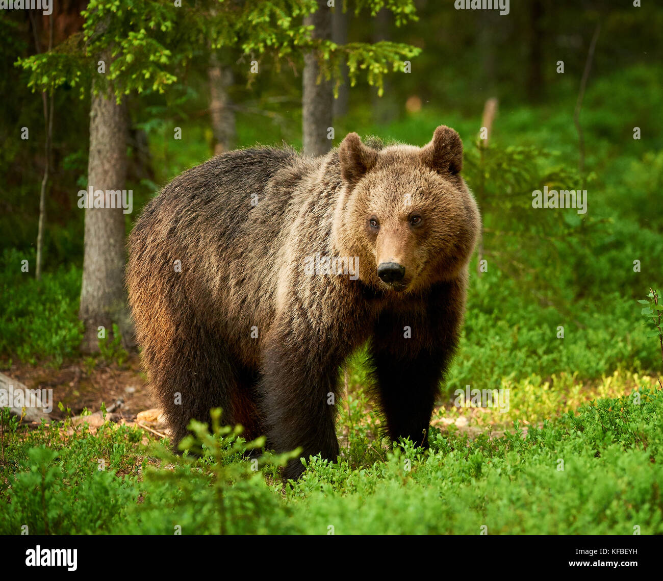 Schöne und Wilde Braunbären in die Grüne finnische Taiga Stockfoto