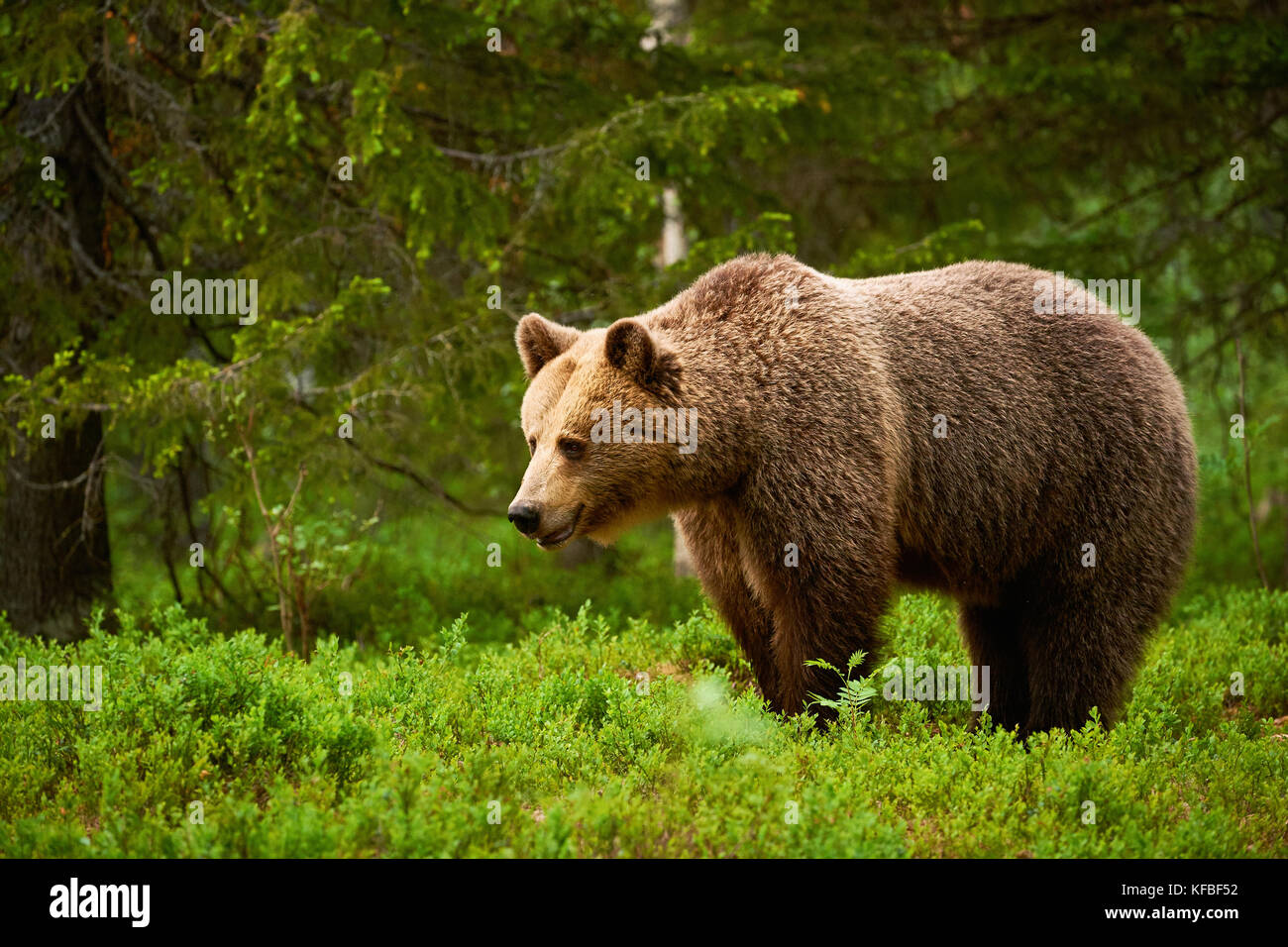 Schöne und Wilde Braunbären in die Grüne finnische Taiga Stockfoto