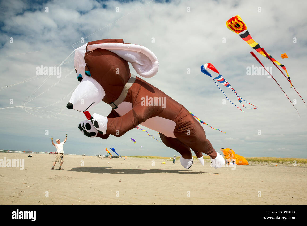 USA, Washington State, Long Beach Halbinsel, International Kite Festival, ein Mann wird mit seinem riesigen Hund Drachen sprang Stockfoto