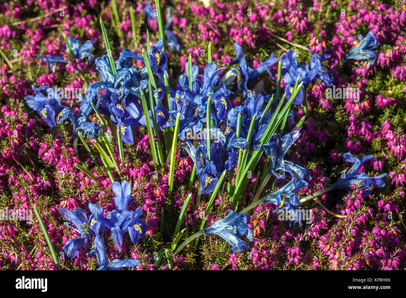 Iris reticulata Harmony ragt aus der Erica carnea Erddeckelfeder hervor Stockfoto