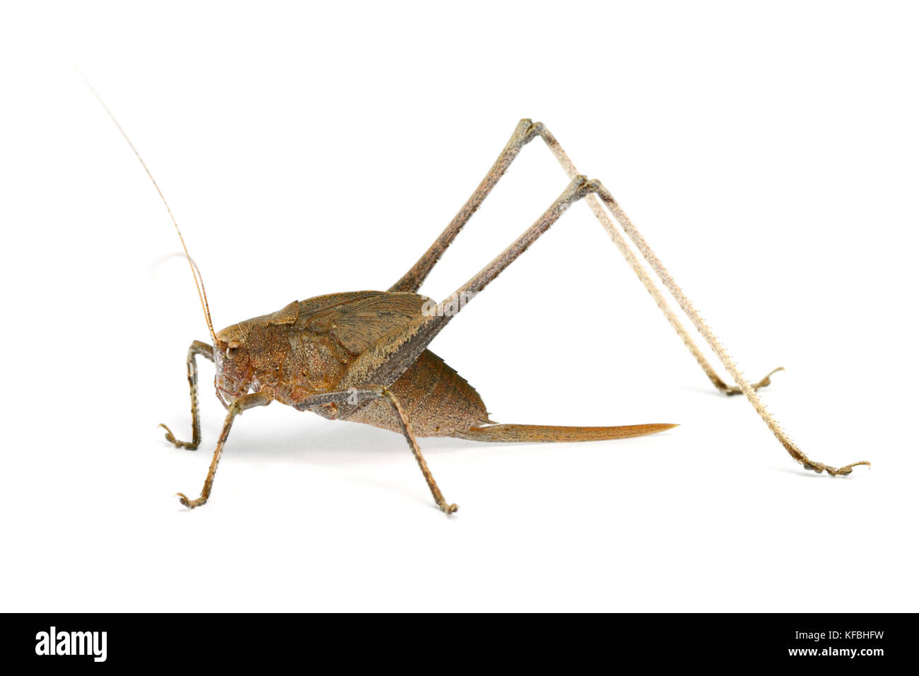 Katydid Grasshopper (weiblich) aus Thailand / Südostasien auf weißem Hintergrund Stockfoto