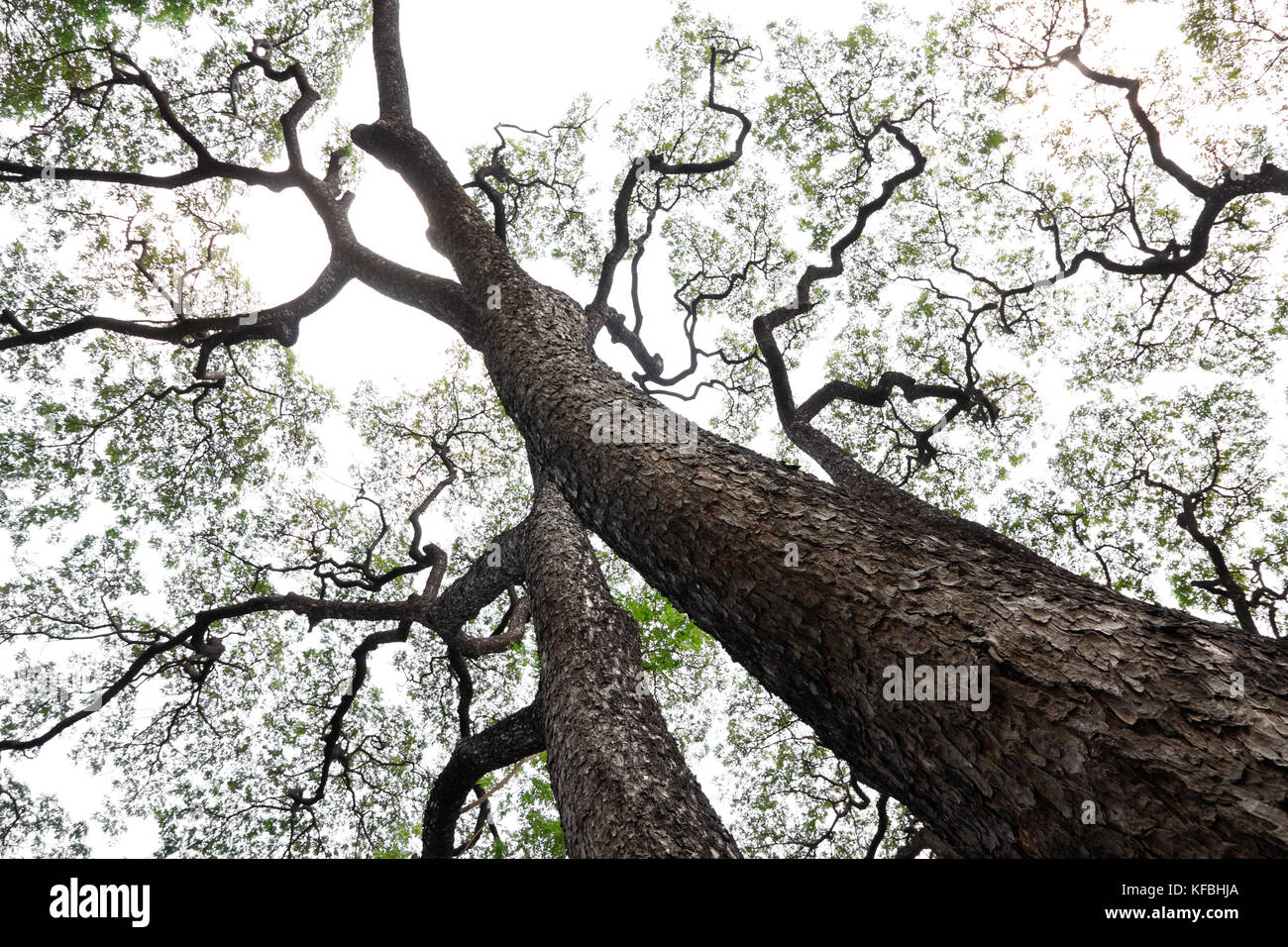 Rain Tree/monkeypod/ost-indischen Nussbaum/giant thibet (samanea Saman) (Mitglied der Erbse Familie) Hintergrund mit weichen Licht (Fokus auf Baumstamm) Stockfoto