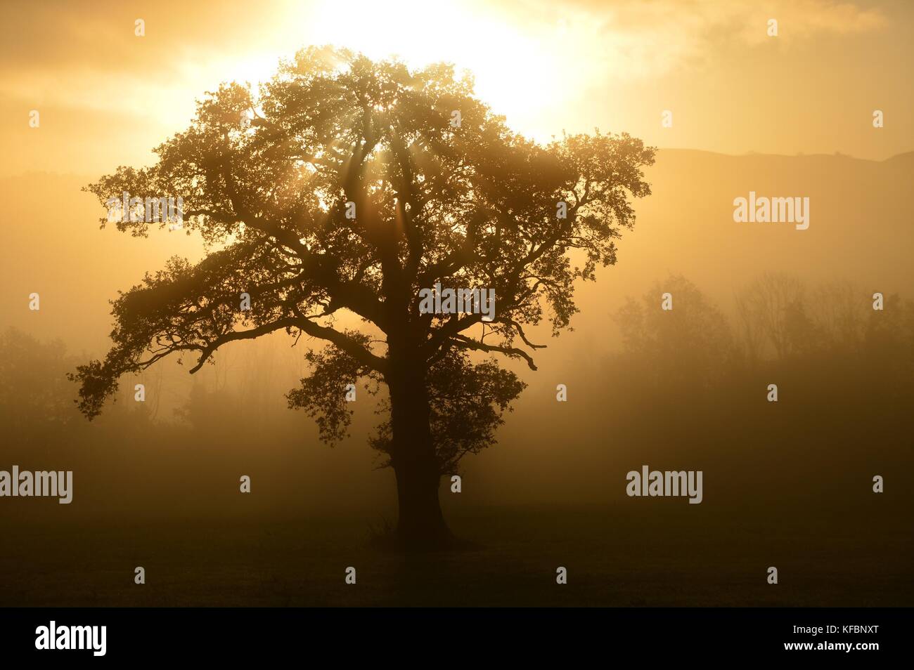 Severn Valley, Powys Wales, Großbritannien. Freitag 27 Oct 2017 UK Wetter: An einem nebligen Morgen im Severn Valley vor den Toren von Newtown in Powys, Mitte Wales, geht die Sonne über einem einsamen Baum auf. Quelle: keith morris/Alamy Live News Stockfoto