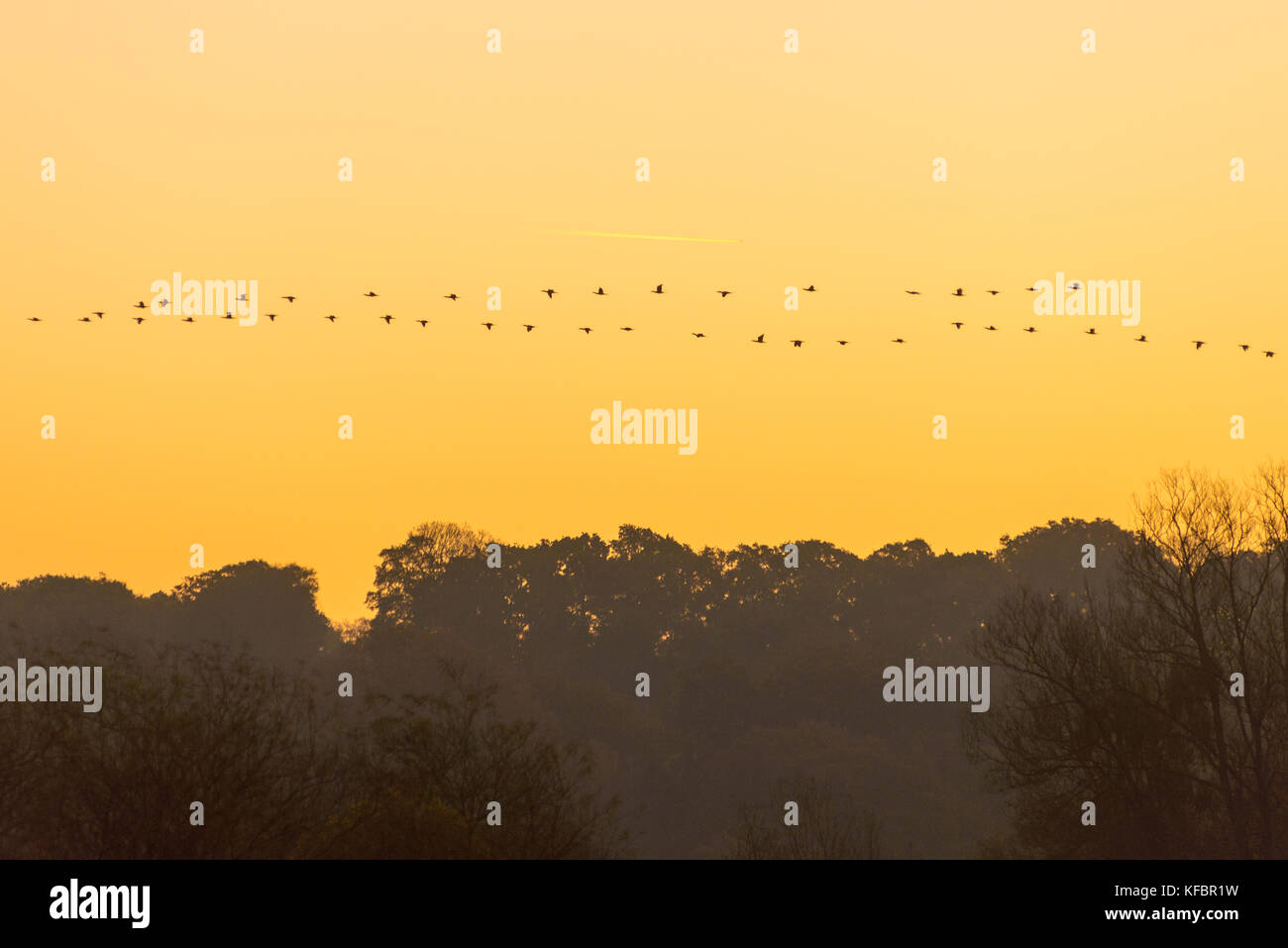 Gänse fliegen in V-Formation über Bäumen in einem orangen Himmel an einem Herbstmorgen Stockfoto