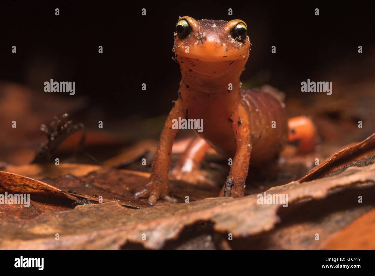 Eine gelbe Augen (ensatina Ensatina eschscholtzii xanthoptica) aus der Bay Area in Kalifornien. Stockfoto