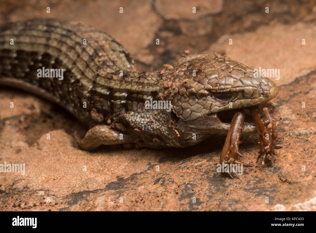 Eine südliche Krokodil Echse, zum Tod auf einem Kricket es versuchte zu schlucken erdrosselt. Stockfoto