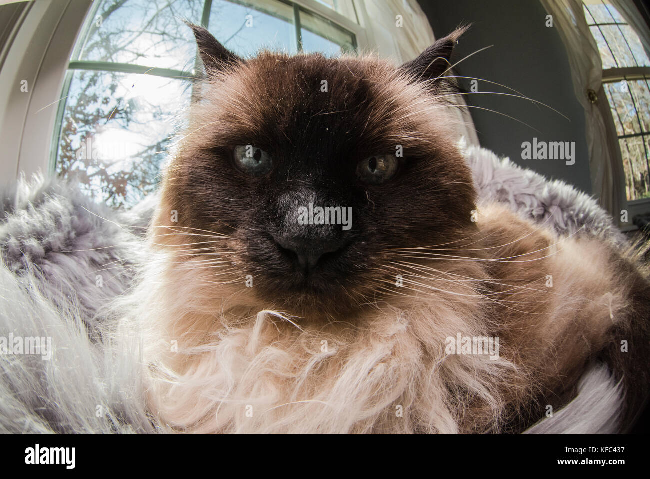 A Himalayan siamesische Katze selbst genießen und Festlegung über in einem Haus. Stockfoto