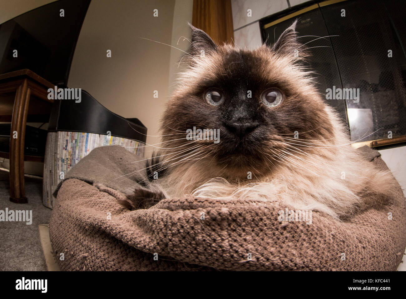Eine schöne Himalayan siamesische Katze im Wohnzimmer. Stockfoto
