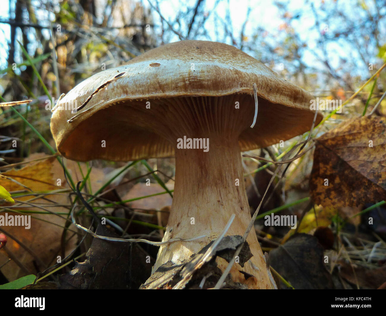 Nahaufnahme der unteren Sonnenschirm Pilz. Unterseite auf Pilz wächst im Wald Stockfoto