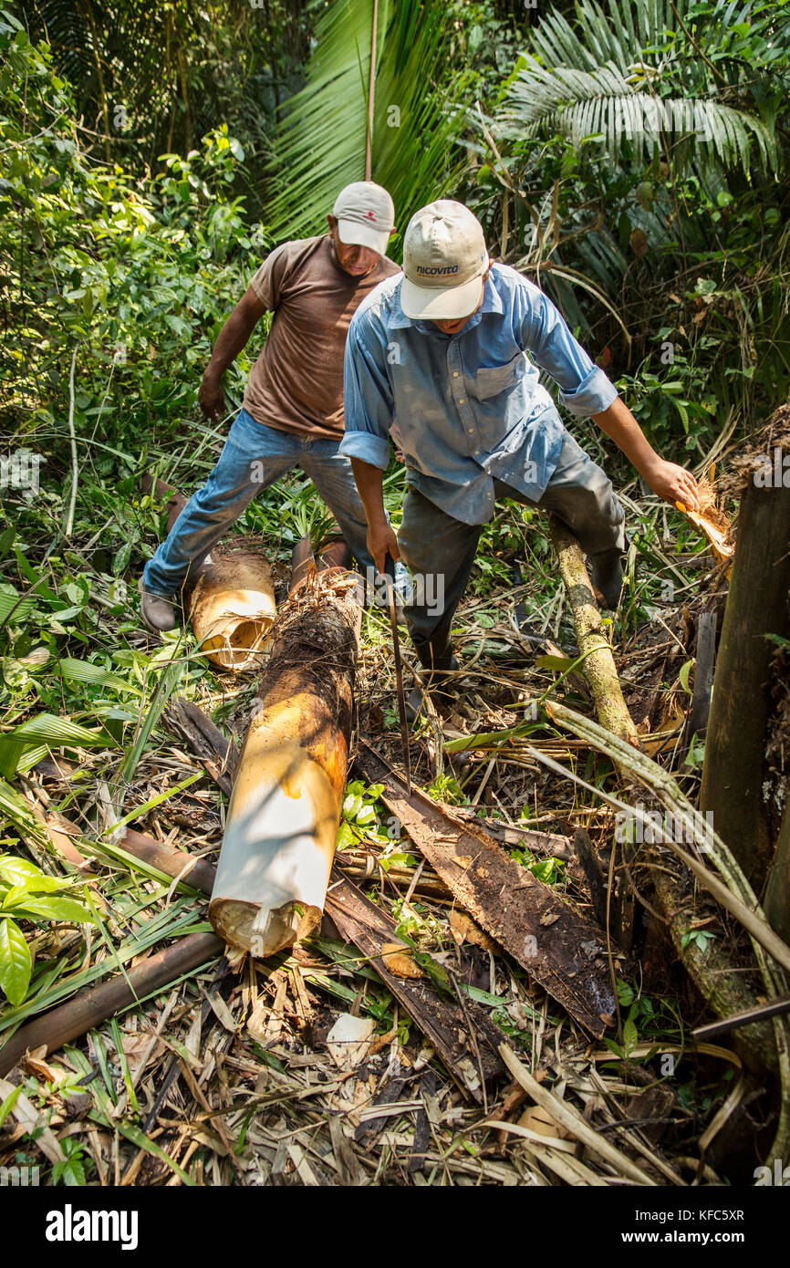 Belize, Punta Gorda, Toledo, Gäste können sich in einem Dschungel mixology Demo, wo sie gezeigt werden, wie man frische Zutaten mit einer Arr kombinieren teilnehmen Stockfoto