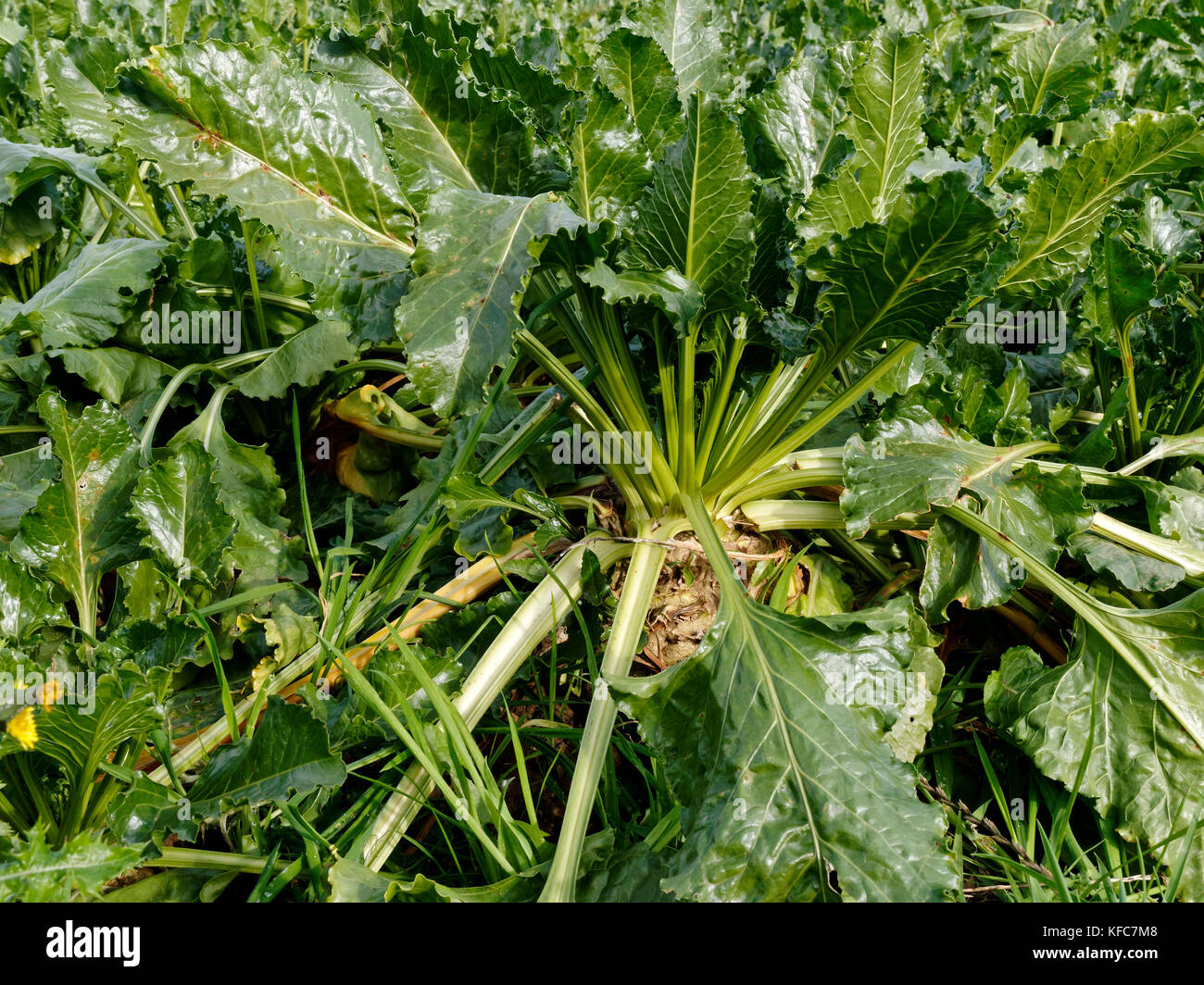 Ein ausgewachsener Zuckerrüben Anlage bereit für die Ernte, die Blätter und die Oberseite des knolligen Wurzel. Stockfoto