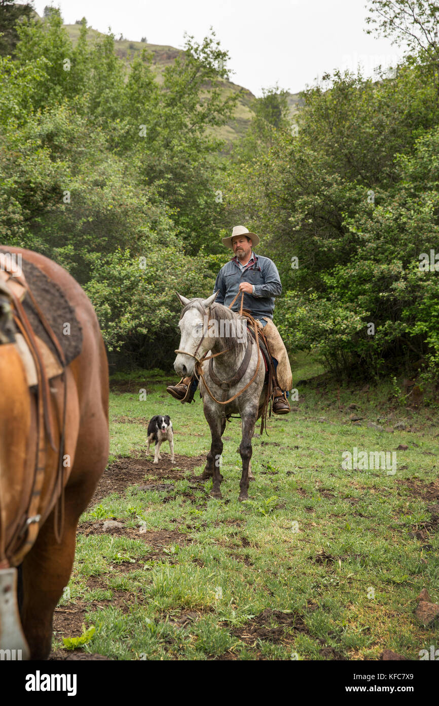 Usa, Oregon, Joseph, cowboy Todd Nash sucht für sein Vieh, das wilde Pferd Entwässerung über Big Sheep Creek Stockfoto