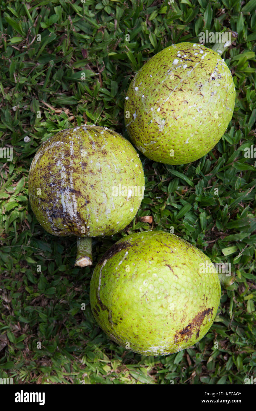 Französisch Polynesien Moorea. Brotfrucht. Stockfoto