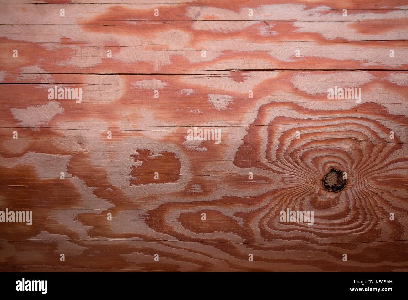 Eine schöne Textur einer geplant, der Pinienwald, die verwendet wird, um eine Struktur zu bauen. Stockfoto