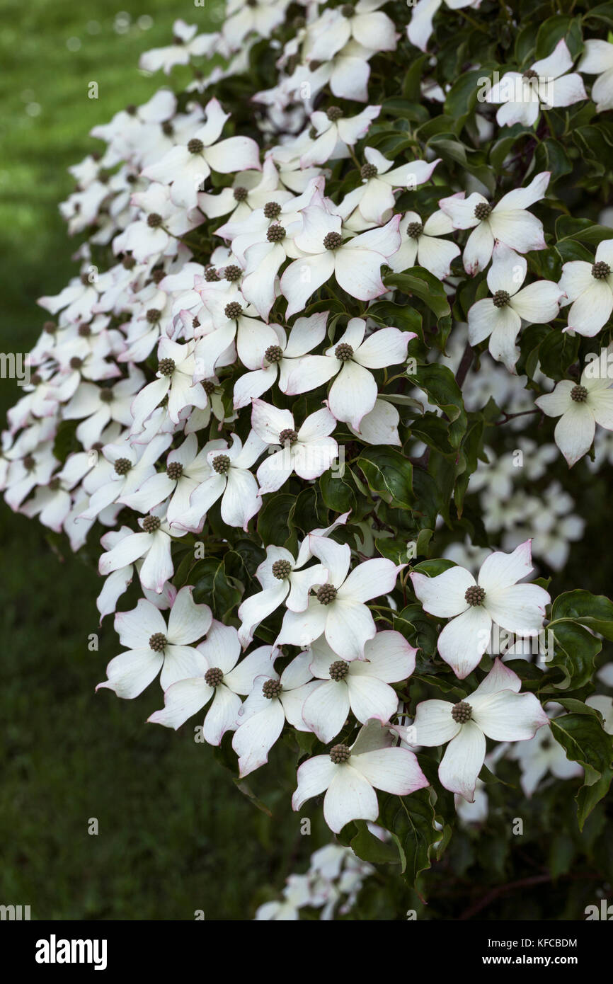 Cornus kousa chinensis Fotos und Bildmaterial in hoher Auflösung Alamy
