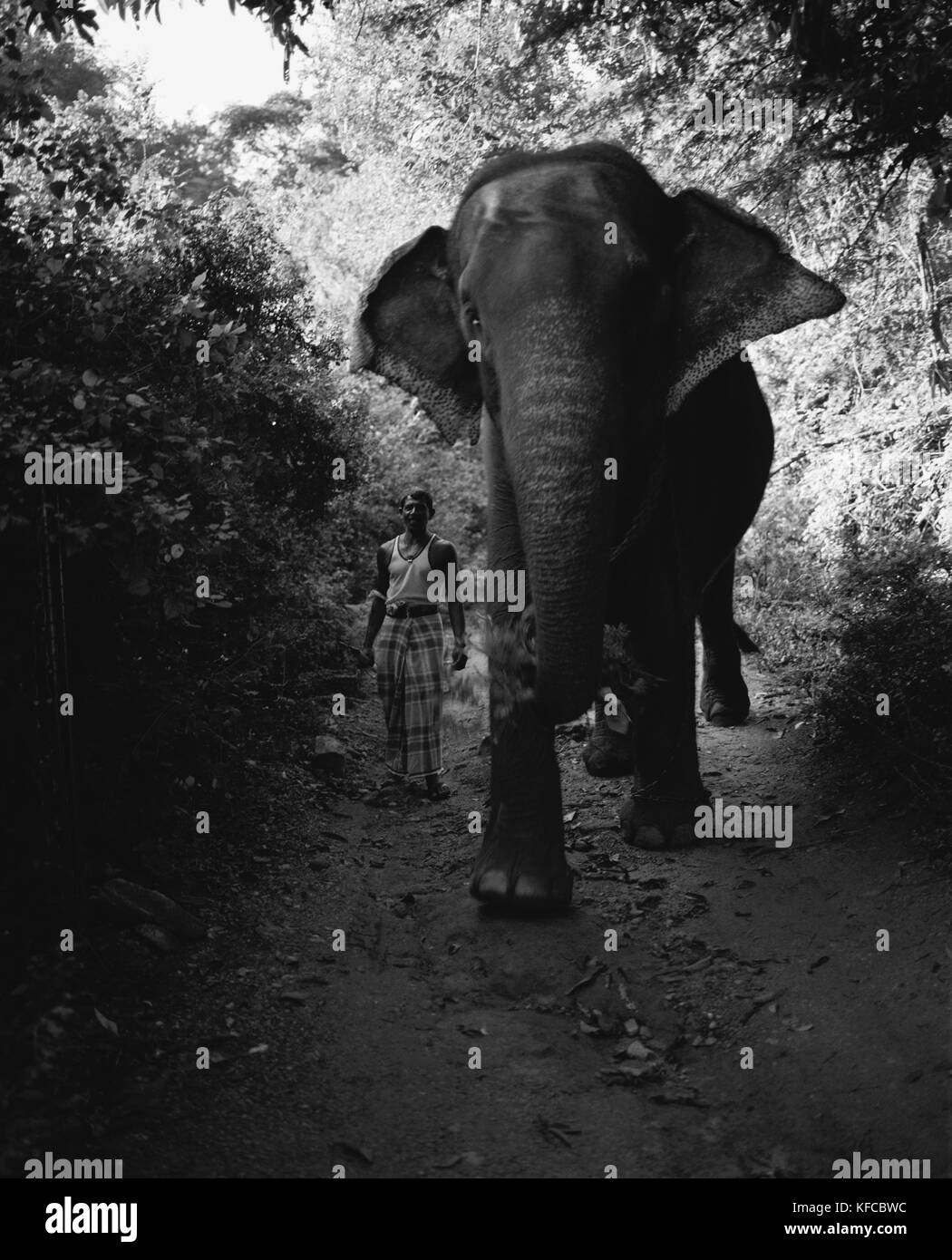 SRI LANKA, Asien, Ansicht eines Elefanten und seinem Besitzer in Dambulla. Stockfoto