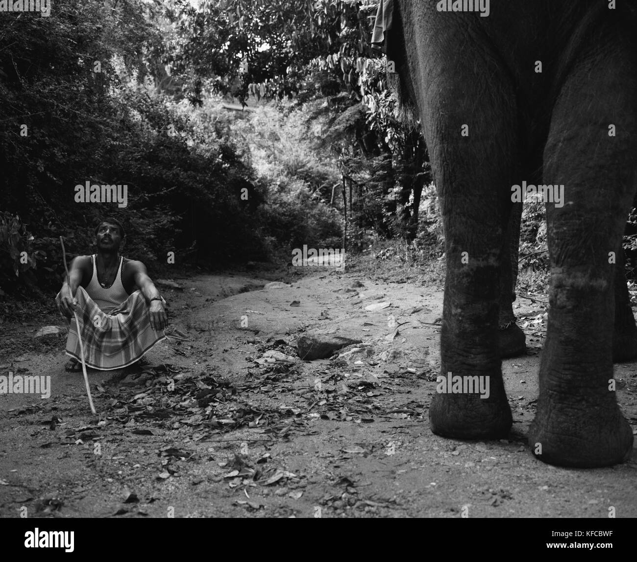 SRI LANKA, Asien, niedrige Abschnitt eines Elefanten mit Trainer sitzen in der Nähe von Dambulla (B&W) Stockfoto