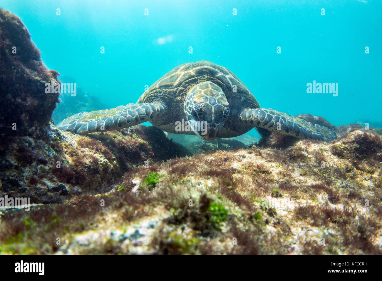 Galapagos, Ecuador, Sea Life gesehen, während in den Gewässern vor fernandina Insel schnorcheln Stockfoto