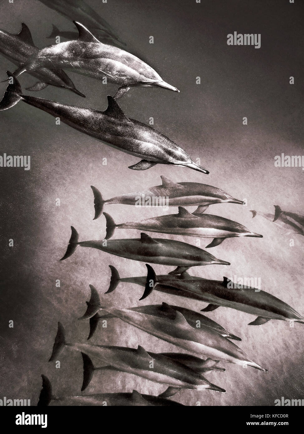 Usa, Hawaii, Lana'i, ein pod von Spinner Delphin Schwimmen bei manele Bay (b&w) Stockfoto