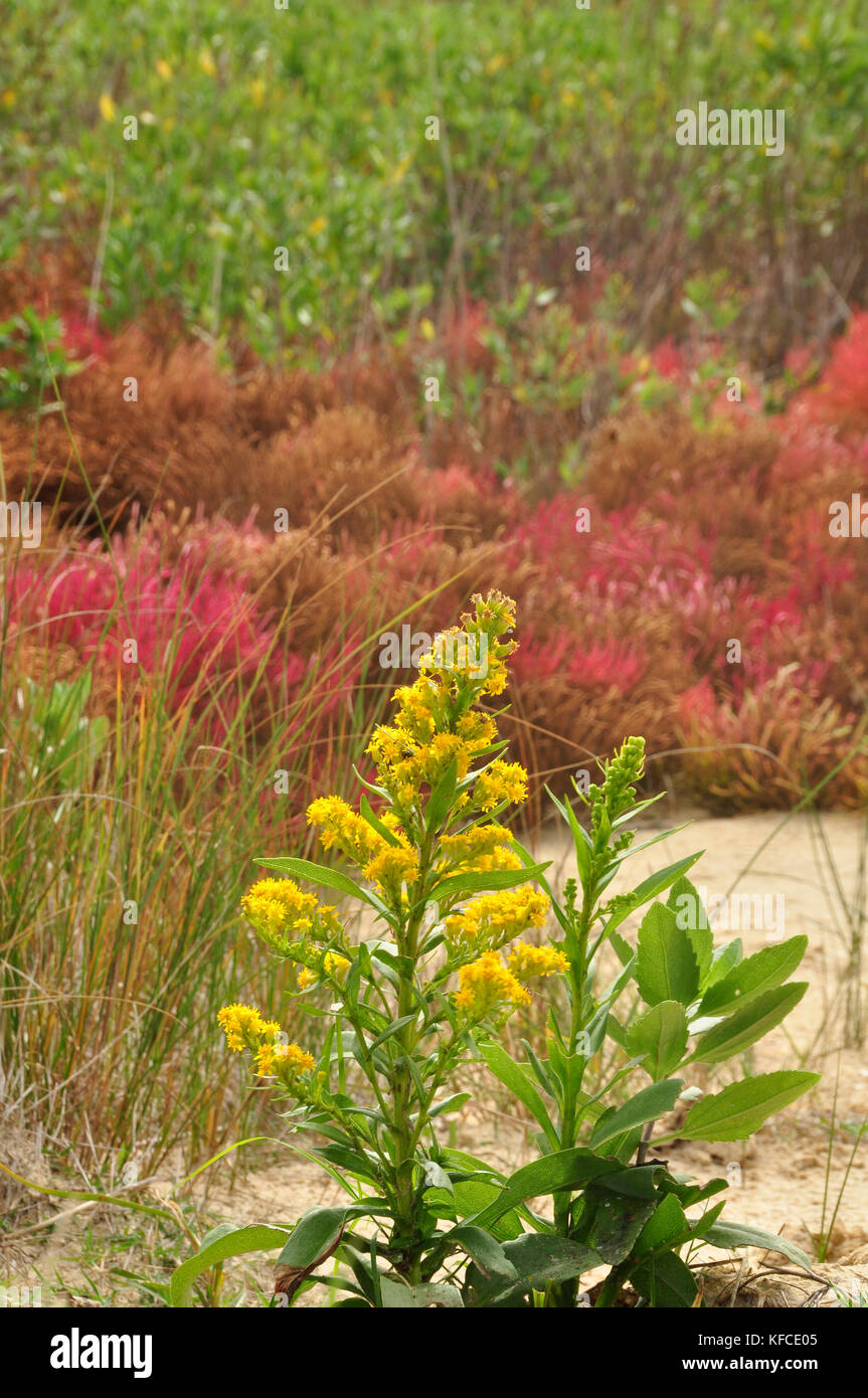 Viel Farbe in dieser Feuchtgebiete im Küstenbereich im Osten der Vereinigten Staaten Stockfoto