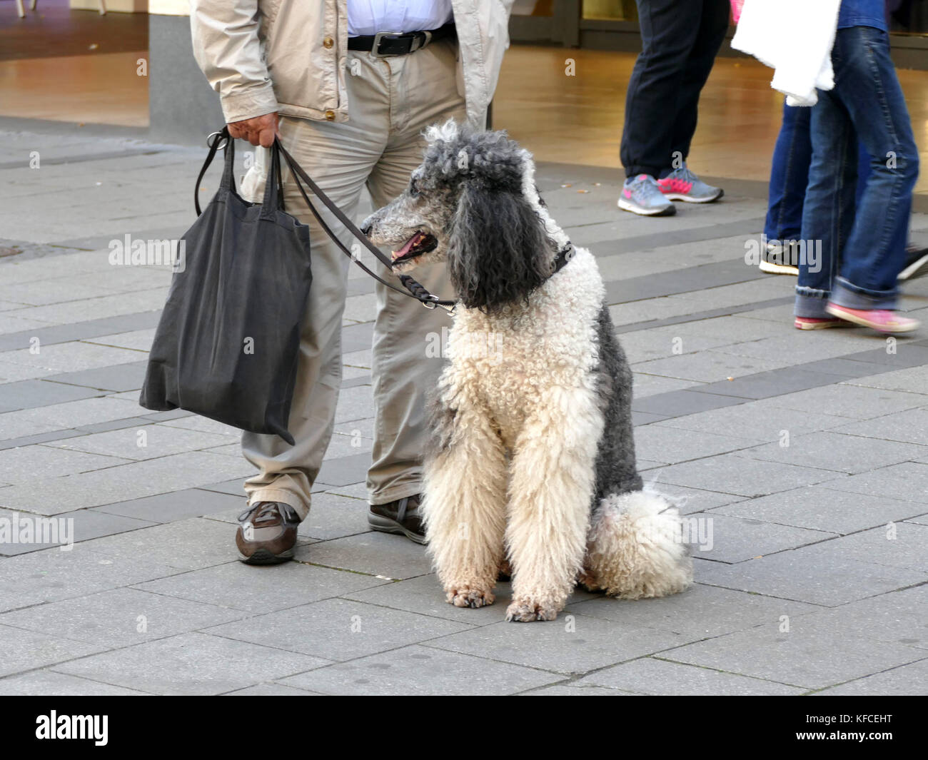 Mann mit einem behaarten Hund in der Fußgängerzone München Deutschland Europa Stockfoto