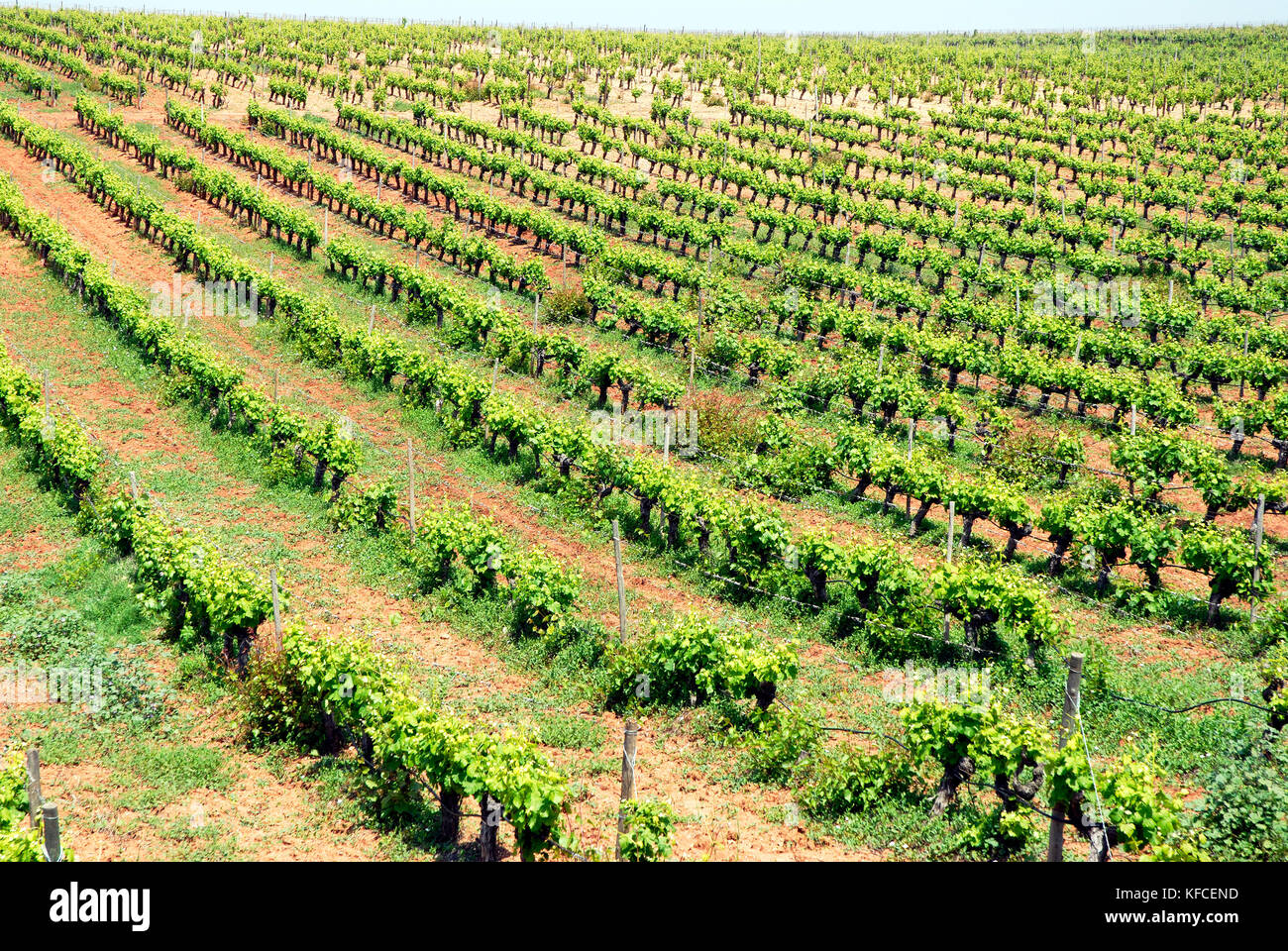Weinberge im Weinbau Ebenen von Beja. Alentejo, Portugal Stockfoto