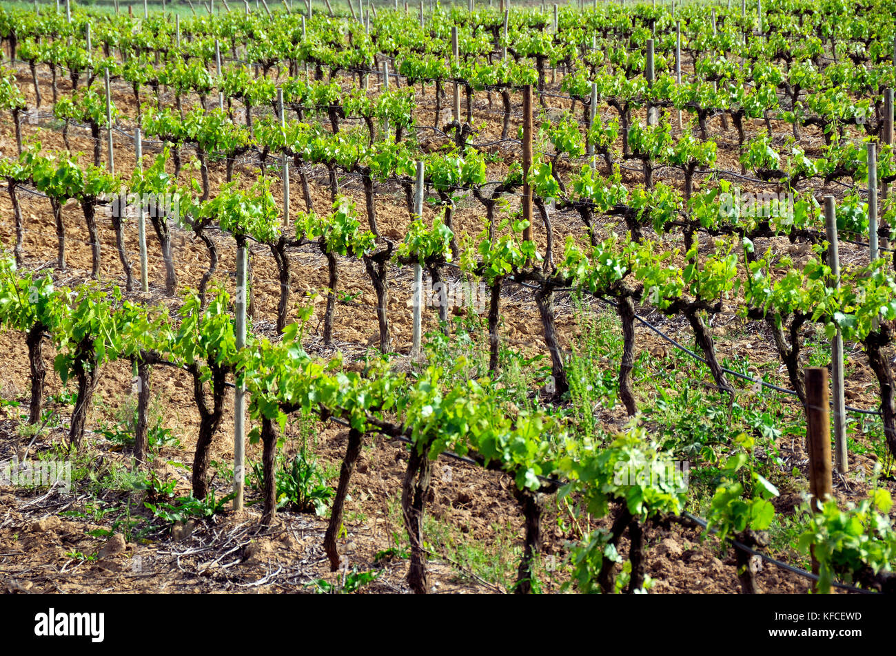 Weinberge im Weinbau Ebenen von Montemor-o-Novo. Alentejo, Portugal Stockfoto