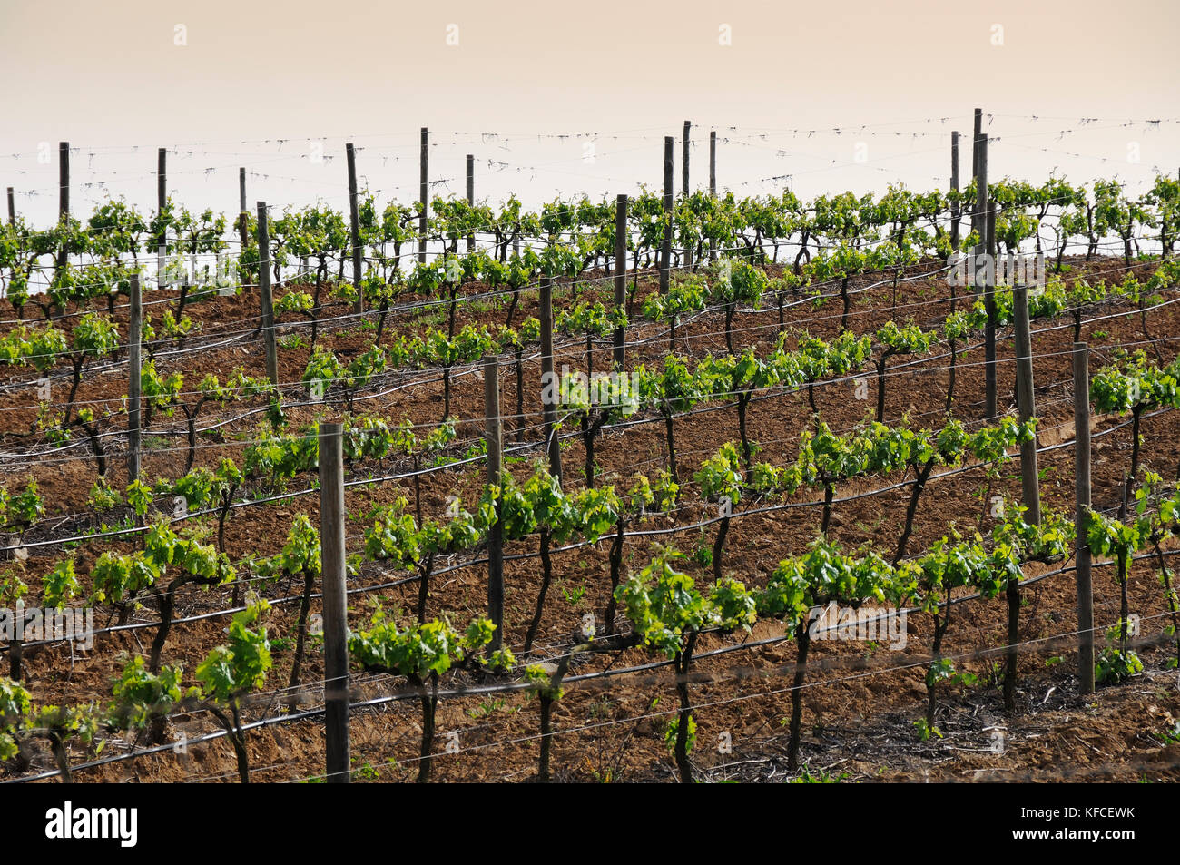 Weinberge im Weinbau Ebenen von Montemor-o-Novo. Alentejo, Portugal Stockfoto