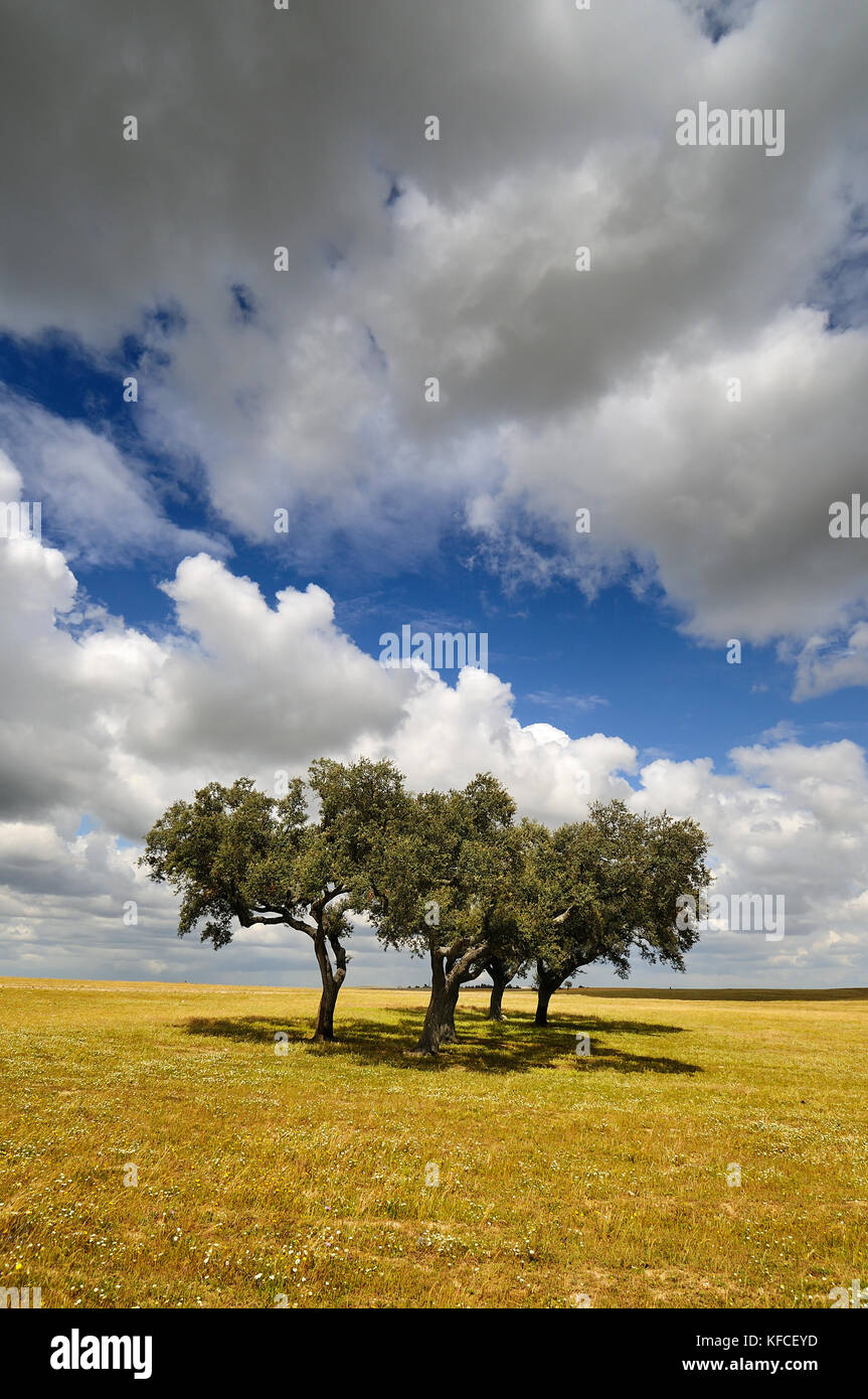 Die weiten Ebenen des Alentejo mit Korkeichen. Portugal ist weltweit die meisten großen Hersteller von Kork Stockfoto