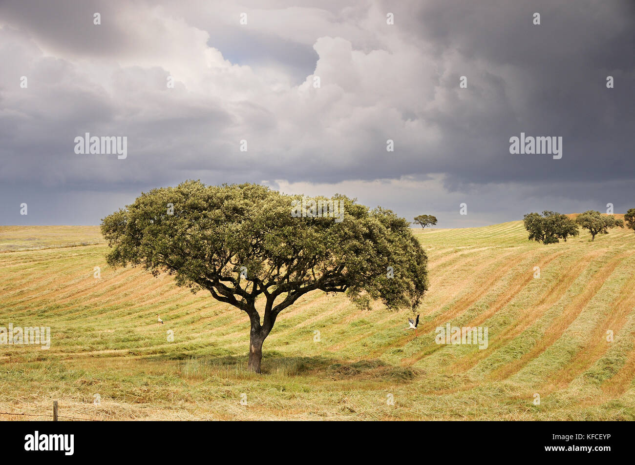 Die weiten Ebenen des Alentejo mit Korkeichen. Portugal ist weltweit die meisten großen Hersteller von Kork Stockfoto