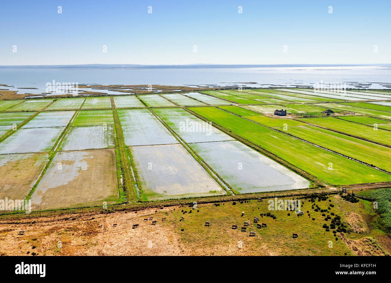 Blick auf Reisfelder. Comporta, Alentejo, Portugal Stockfoto