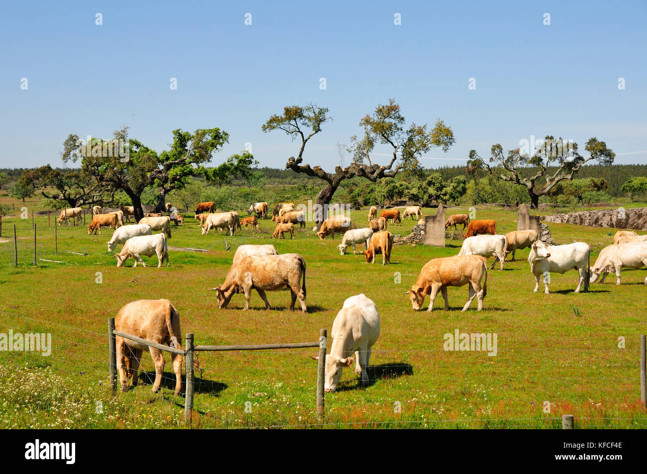 Kork und Vieh weiden in Alentejo. Alpalhão, Portugal Stockfoto