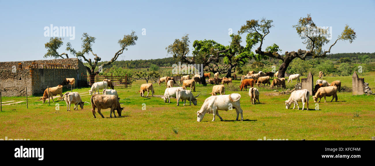 Kork und Vieh weiden in Alentejo. Alpalhão, Portugal Stockfoto