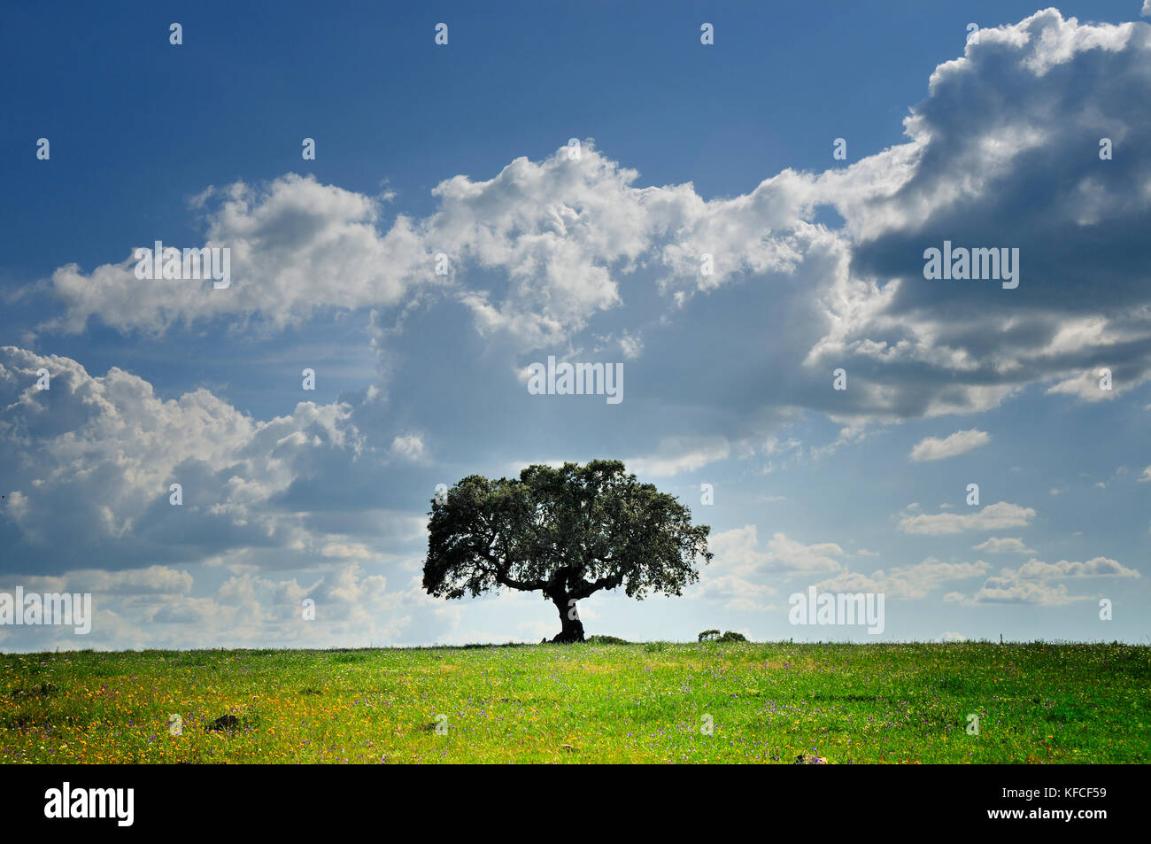 Korkbaum in den weiten Ebenen von Alentejo, Portugal Stockfoto