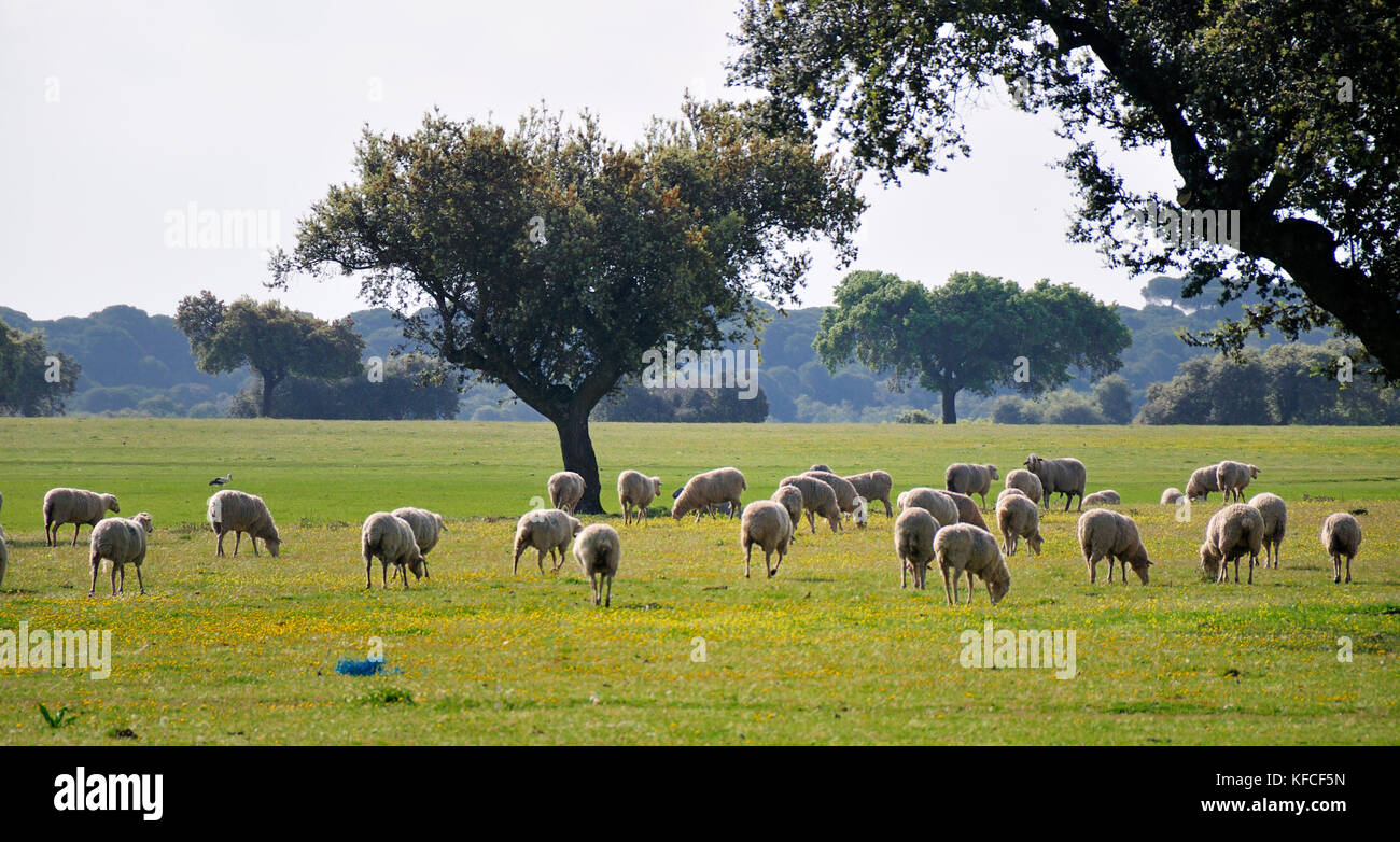 Steineichen und eine Herde Schafe in Alentejo, Portugal Stockfoto