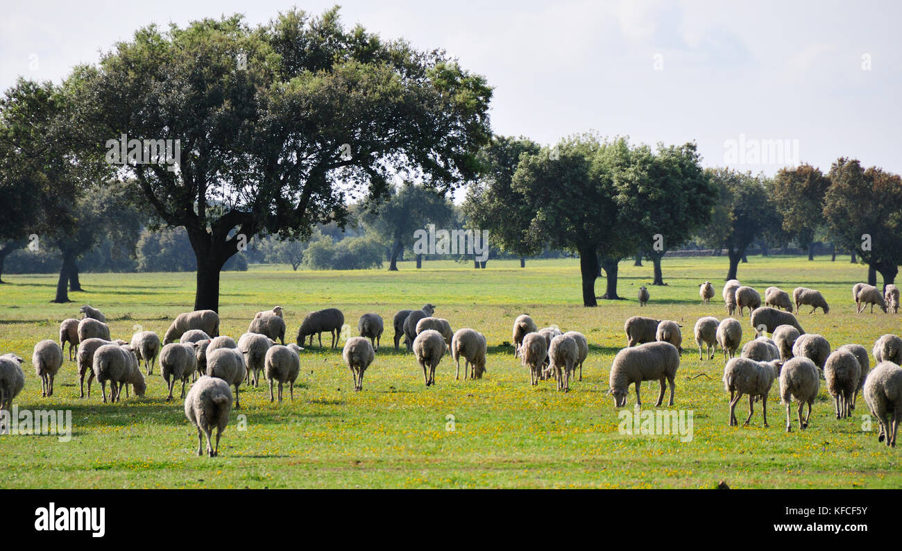 Steineichen und eine Herde Schafe in Alentejo, Portugal Stockfoto