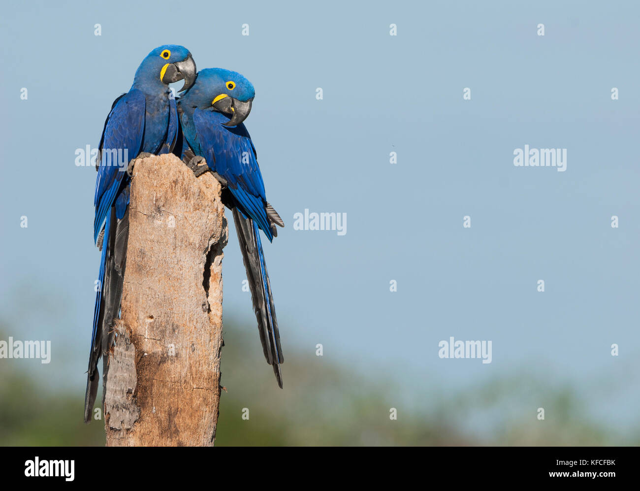 Hyazinthara Paar im Pantanal Stockfoto