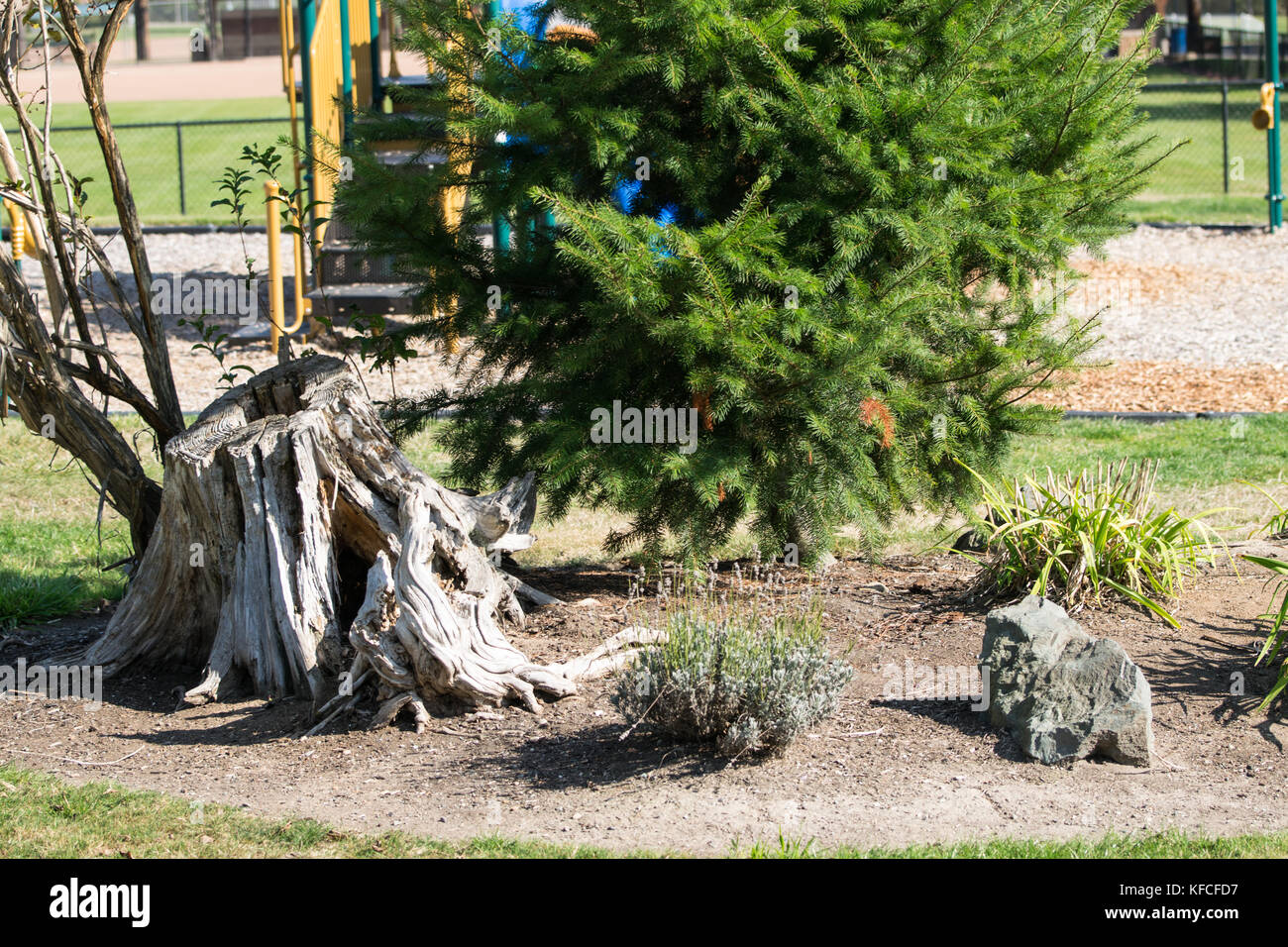 Alter Baumstumpf und junge Tanne - bakerview Park in Mt Vernon ist Heimat für viele Bäume. Stockfoto