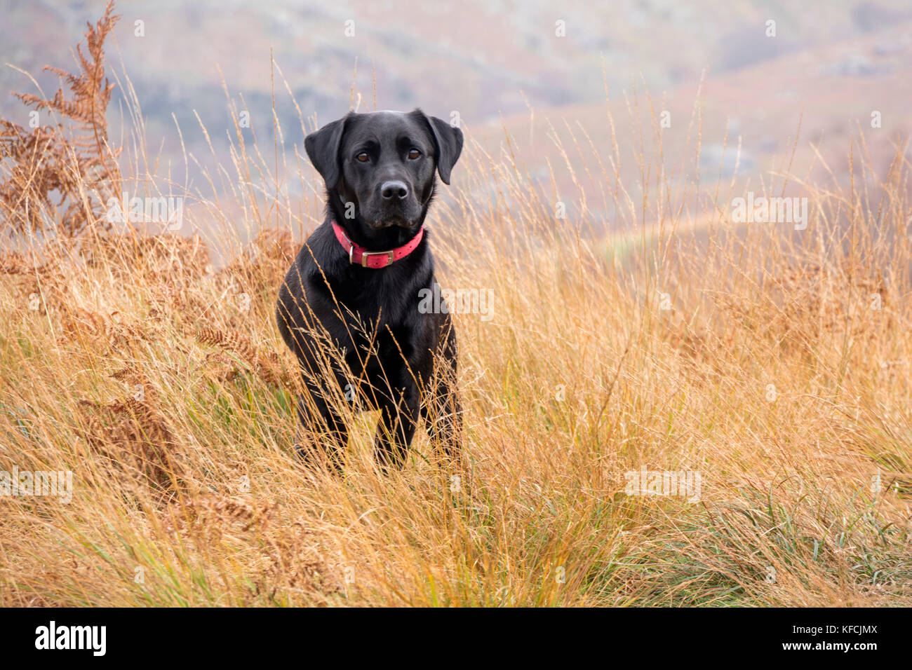 Ein schwarzer Labrador Retriever in einem Herbst Landschaft, England, Großbritannien Stockfoto
