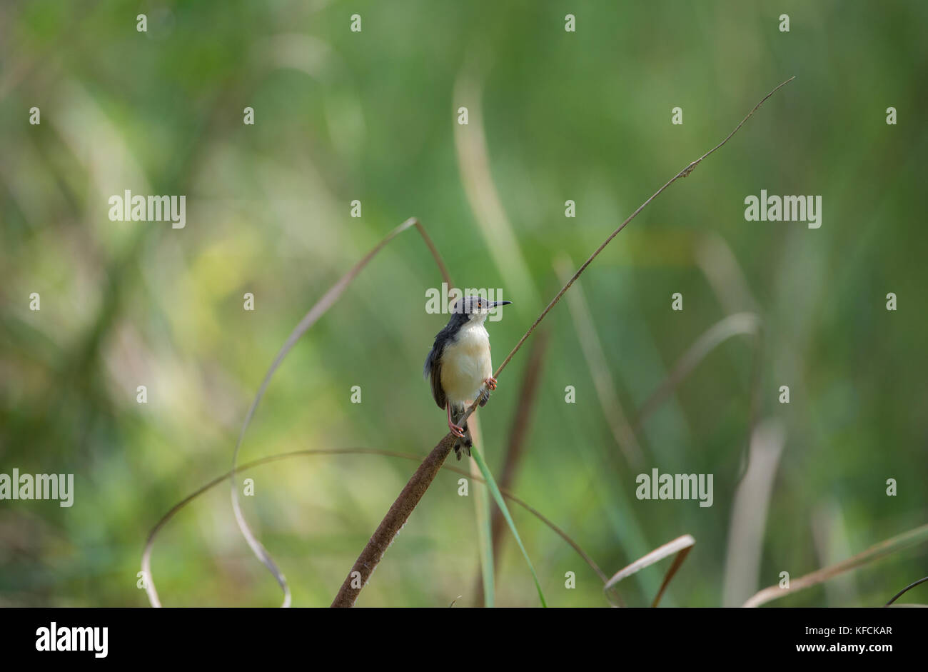 Eine ashy prinia Vogel thront auf einem Gras Anlage in einem Reisfeld Stockfoto