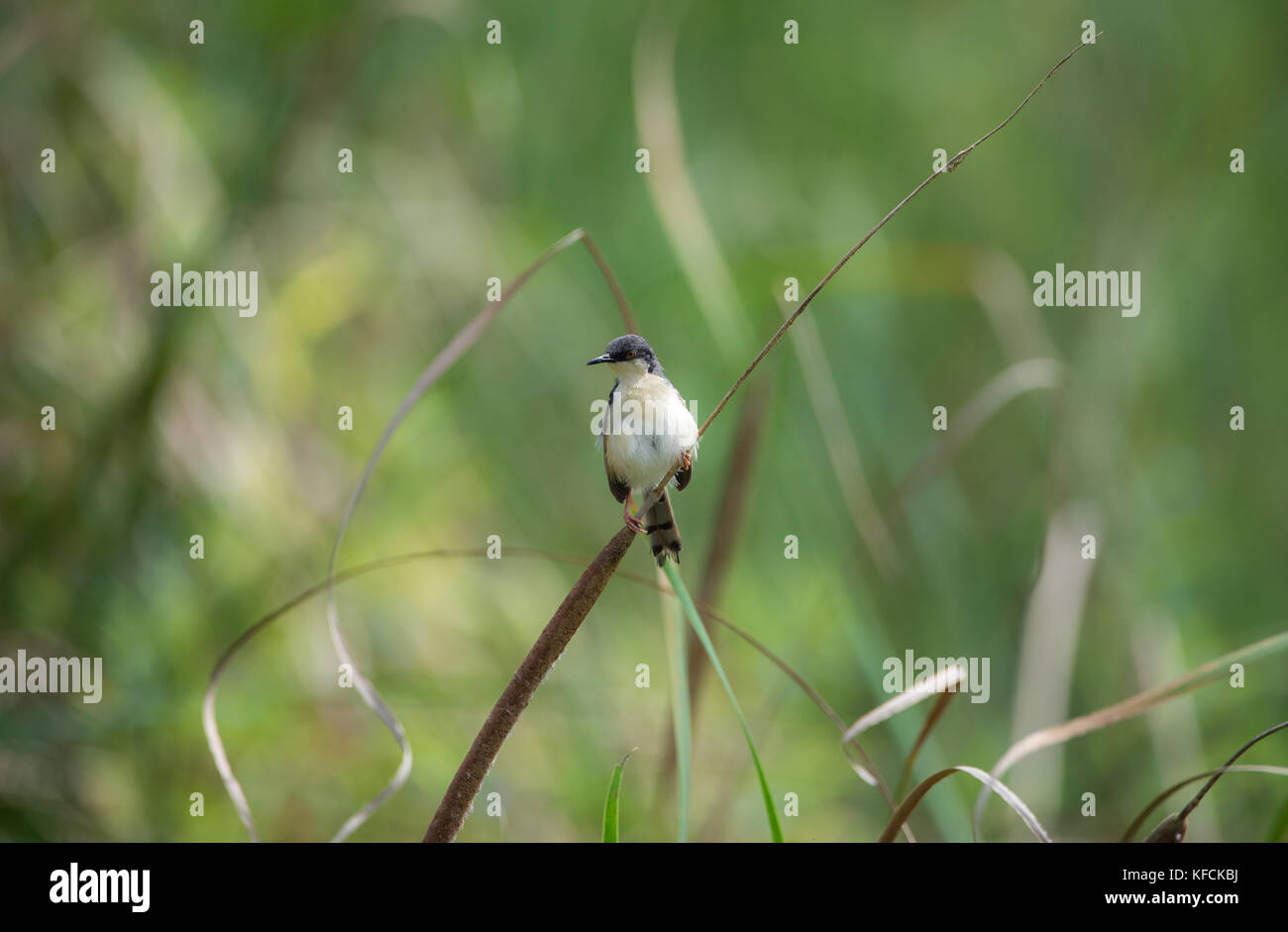 Ashy prinia Vogel thront auf einem Gras Pflanze Stockfoto