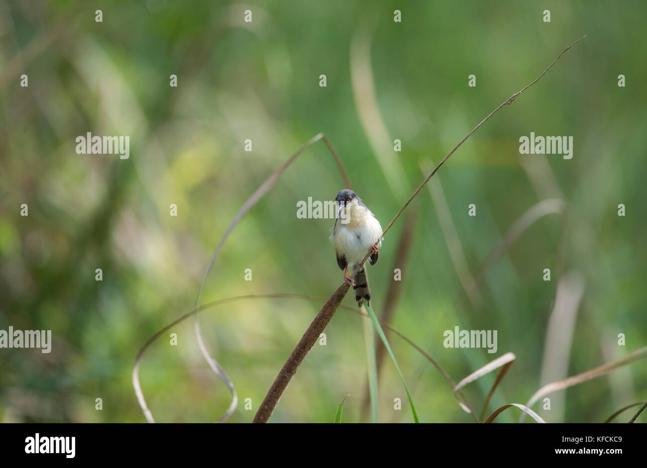 Eine kleine Ashy prinia Vogel thront auf einem Gras Pflanze Stockfoto